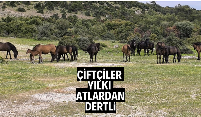 Çiftçiler başıboş yılkı atlarından dertli