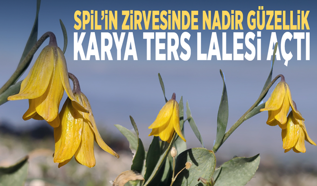 Spil’in zirvesinde nadir güzellik: Karya ters lalesi açtı