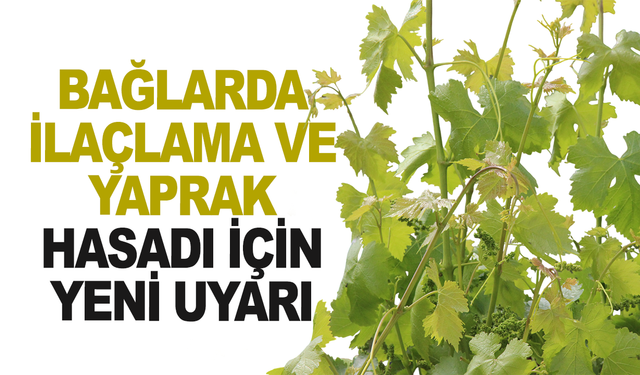 İlçe Tarım Müdürlüğü’nden asma yaprağı uyarısı: Bekleme süresine dikkat!