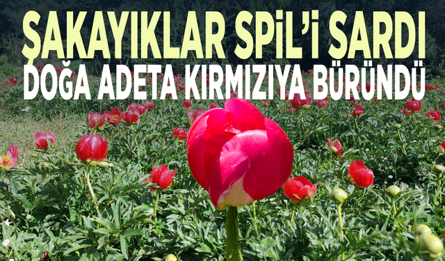 Spil Dağı’nda kırmızı güzellik