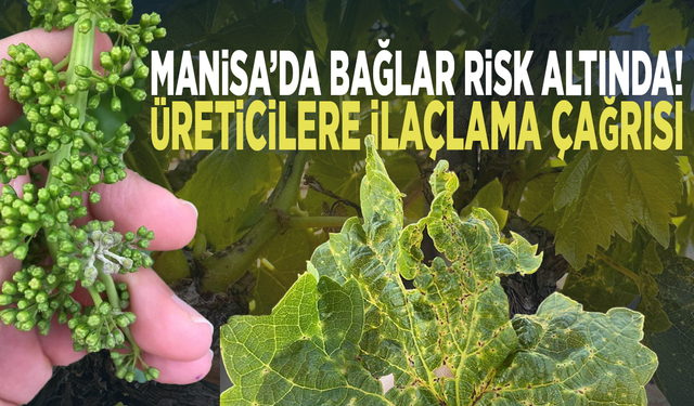 Manisa’da bağlar risk altında! Üreticilere ilaçlama çağrısı