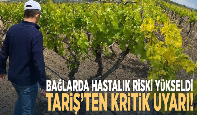 Bağlarda hastalık riski yükseldi: TARİŞ’ten kritik uyarı!