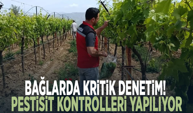 Bağlarda kritik denetim! Pestisit kontrolleri yapılıyor