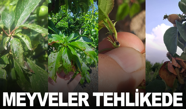 Manisalı Meyve Üreticilerine Hastalık ve Zararlı Uyarısı
