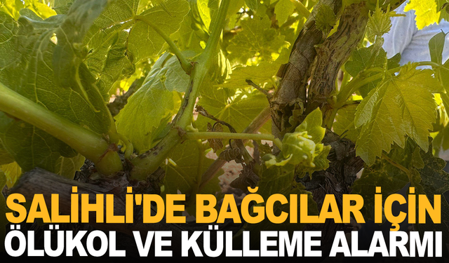 Salihli'de Bağcılar İçin Ölükol ve Külleme Alarmı