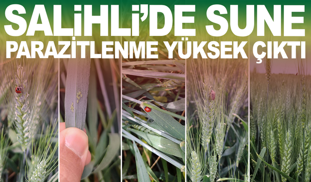 Salihli’de Süne Yumurtalarında Parazitlenme Yüksek Çıktı