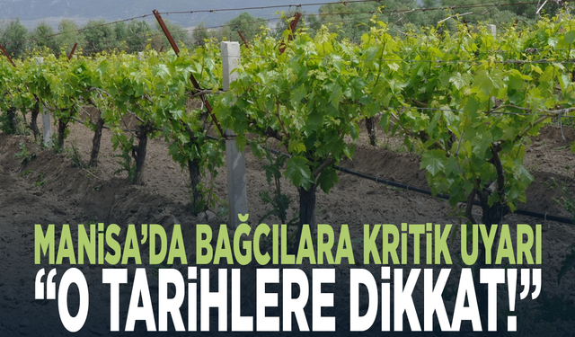 Manisa’da bağcılara kritik uyarı: “O tarihlere dikkat!”