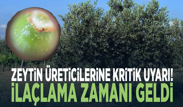 Zeytin üreticilerine kritik uyarı! İlaçlama zamanı geldi