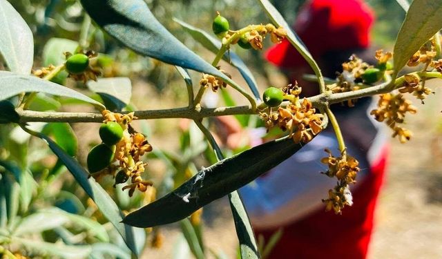 İlçede zeytin güvesi alarmı