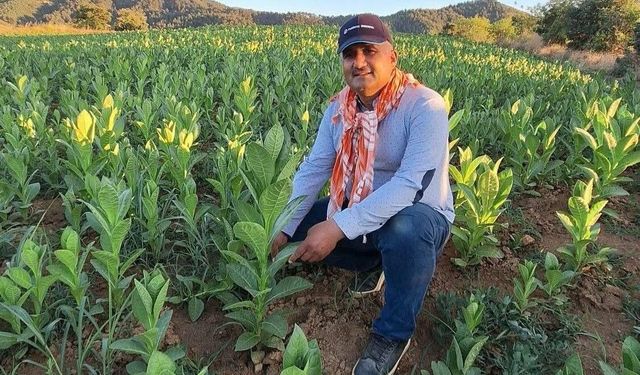 Çiftçilerin tütün kırım mesaisi başladı