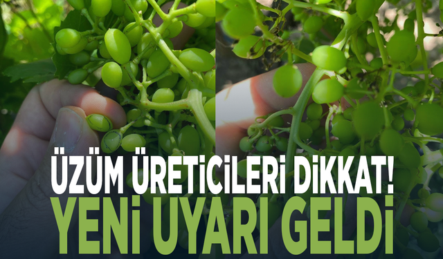 Üzüm üreticileri dikkat! Yeni uyarı geldi