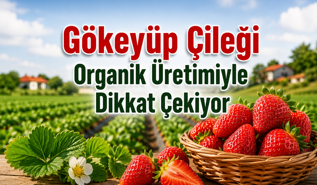 Gökeyüp Çileği Organik Üretimiyle Dikkat Çekiyor