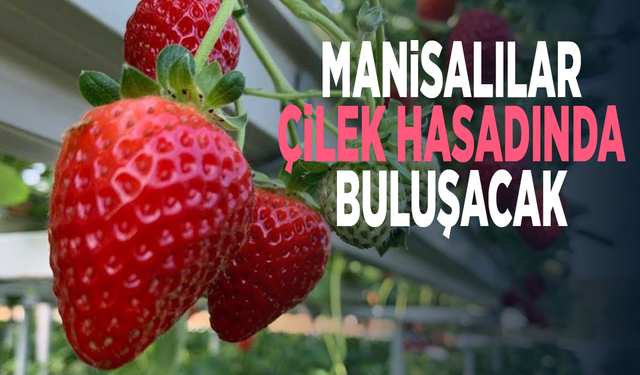 Manisalılar çilek hasadında buluşacak
