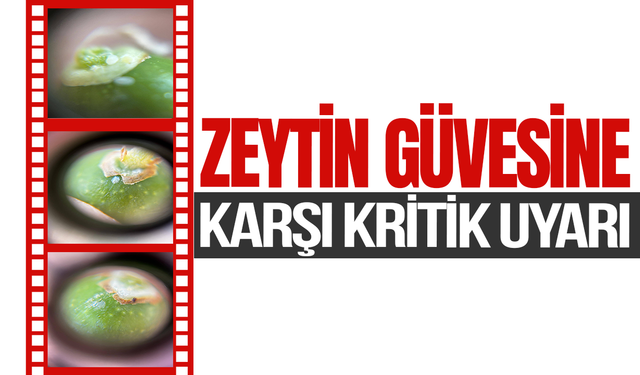 Zeytin güvesine karşı kritik uyarı: İlaçlama tarihleri açıklandı