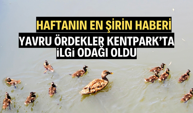 Yavru ördekler vatandaşların ilgi odağı oldu