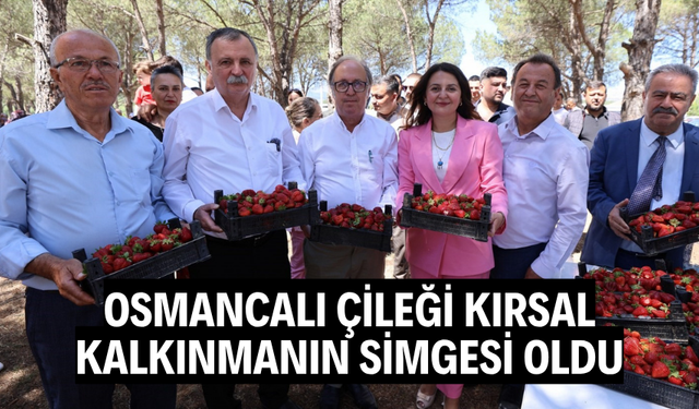 Osmancalı Çileği’nin ilk hasadı şenlikle yapıldı