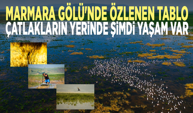 Marmara Gölü'nde özlenen tablo... Çatlakların yerinde şimdi yaşam var