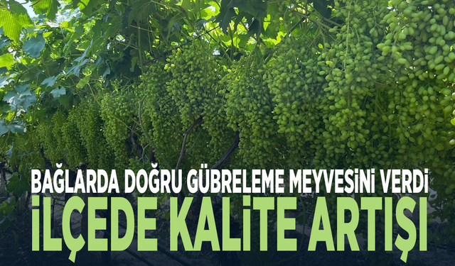 Bağlarda doğru gübreleme meyvesini verdi: İlçede kalite artışı