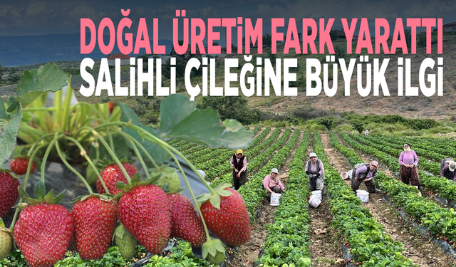 Doğal üretim fark yarattı.. Salihli çileğine büyük ilgi