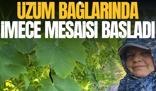 Manisa'da üzüm bağlarında imece mesaisi başladı