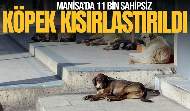 Manisa’da 11 bin sahipsiz hayvan kısırlaştırıldı