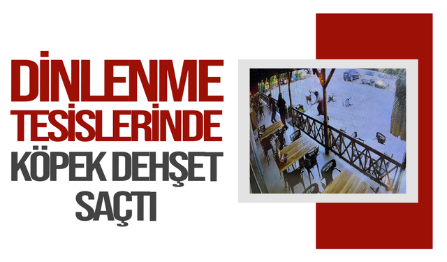 Tekmelere aldırmayan köpek kadının kolunu kopardı