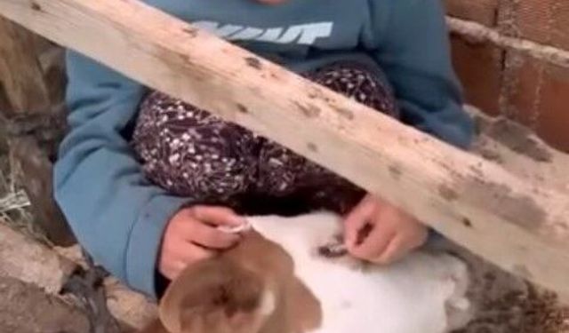 Minik Nehir’in ’Yaman’ isimli buzağısına vedası yürek burktu