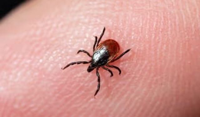 Manisa Veterinerler Odası’ndan kene uyarısı