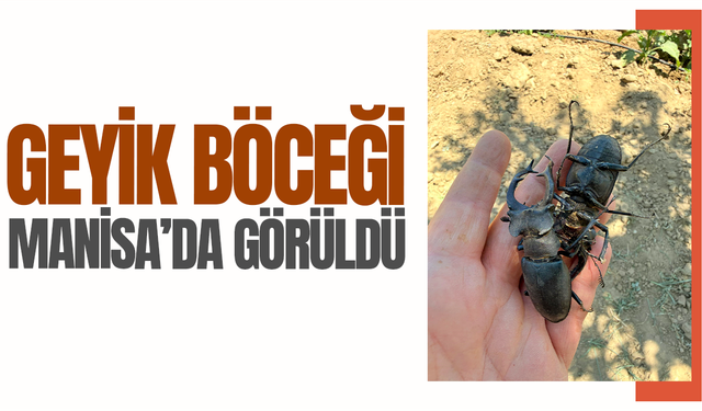 Geyik böceği Manisa'da görüldü