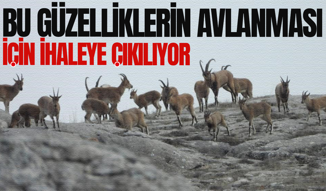 Yaban keçilerinin avlanması için ihale yapılacak: İhale Manisa'da!