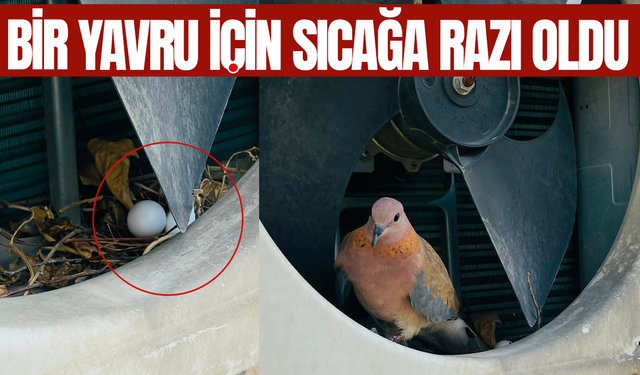 Manisalı vatandaş bir güvercin için sıcağa meydan okudu