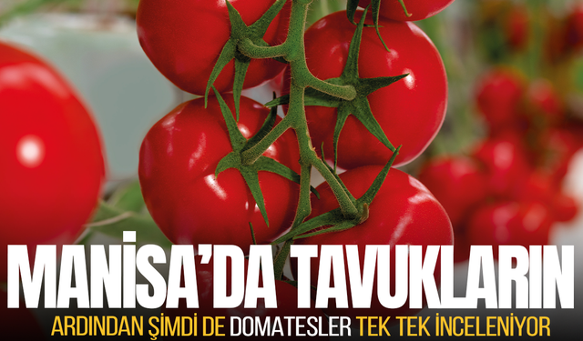 Manisa'daki domatesler güvenli mi?