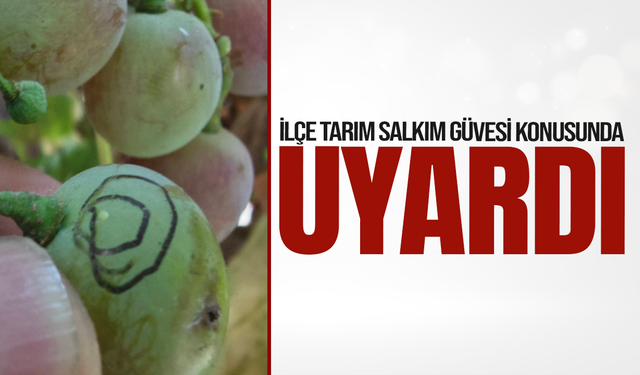 Manisa'da bağ üreticilerine salkım güvesi uyarısı
