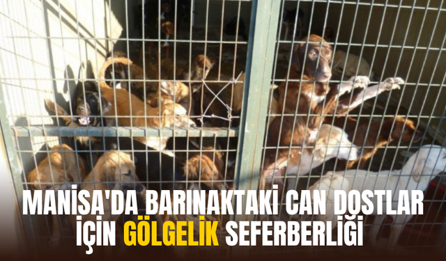Manisa’da Barınaktaki Can Dostlar İçin "Gölgelik" Seferberliği