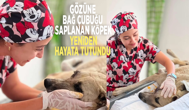 Gözüne bağ çubuğu saplanan köpek yeniden hayata tutundu