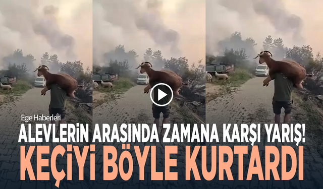 Alevlerin arasında zamana karşı yarış... Keçiyi böyle kurtardı