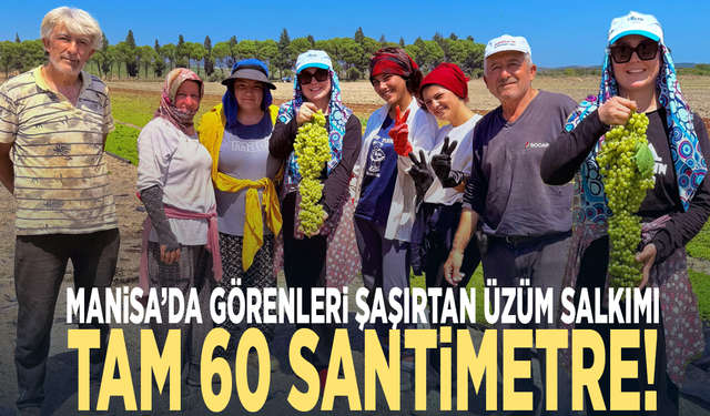 Manisa’da görenleri şaşırtan üzüm salkımı: Tam 60 santimetre!