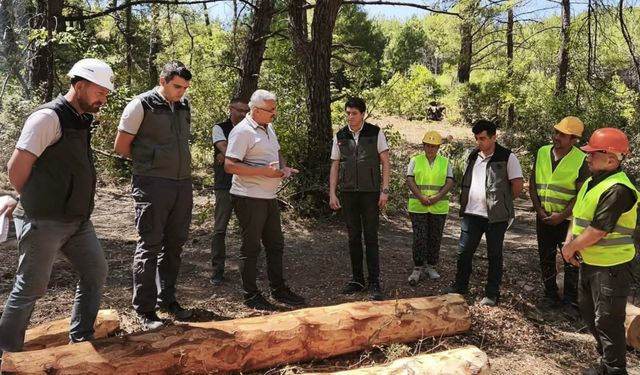 Soma ormanlarında yangın riskine karşı yoğun çalışma
