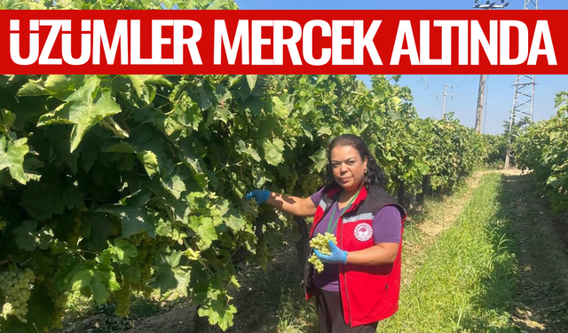 Manisa'da üzümler mercek altına alındı