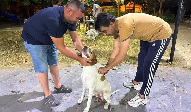İlçede köpekler kuduz aşısı vuruluyor