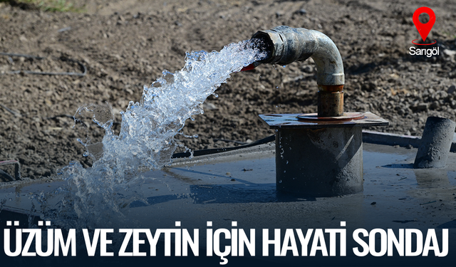 Üzüm ve zeytin için hayati sondaj