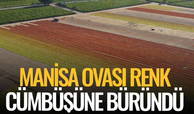 Manisa Ovası renk cümbüşüne büründü