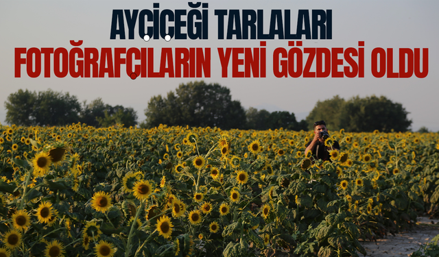 Ayçiçeği tarlaları fotoğrafçıların yeni gözdesi oldu