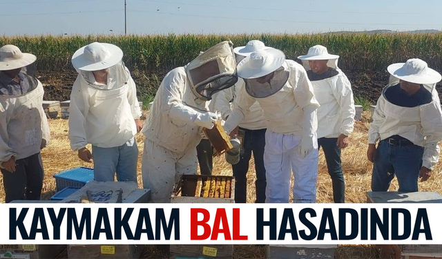 Kaymakam bal hasadına katıldı