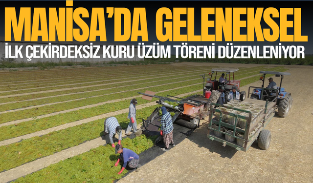 Manisa'da Geleneksel İlk Çekirdeksiz Kuru Üzüm Töreni Düzenleniyor