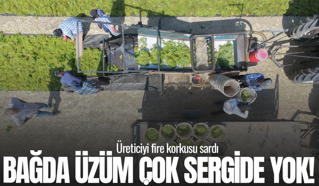 Manisa'da üzüm üreticisi tedirgin: Bağda var, sergide yok