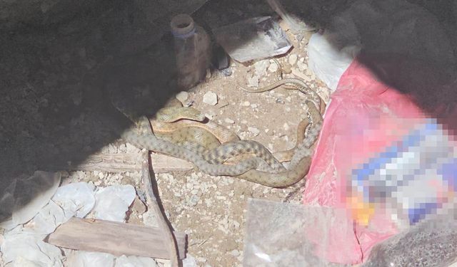 Adilcevaz'da damalı su yılanlarının toplu dansı görüntülendi