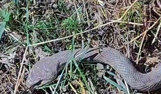 Tarlada karşılaştı! 1,5 metrelik kocabaş yılanı görüntülendi