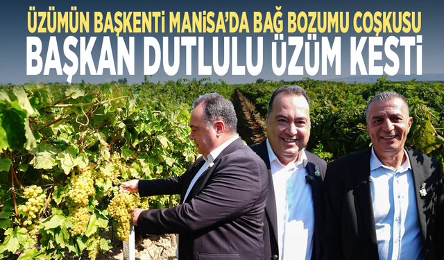 Üzümün başkenti Manisa’da bağ bozumu coşkusu... Başkan Dutlulu üzüm kesti