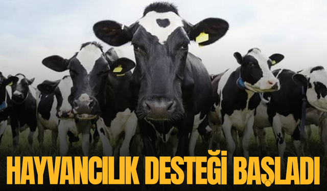 Hayvancılık desteği başladı; son başvuru tarihi açıklandı
